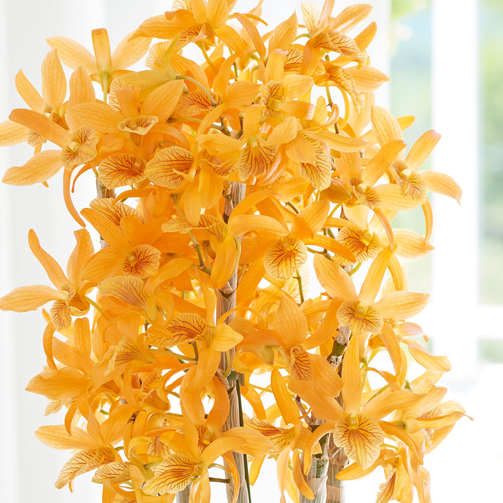 母の日 デンドロビウム「ファイヤーバード」