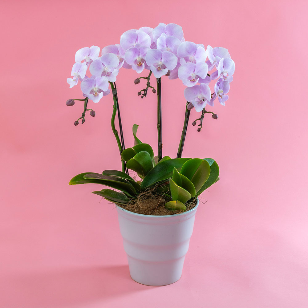 母の日 ミディ胡蝶蘭「いろは」