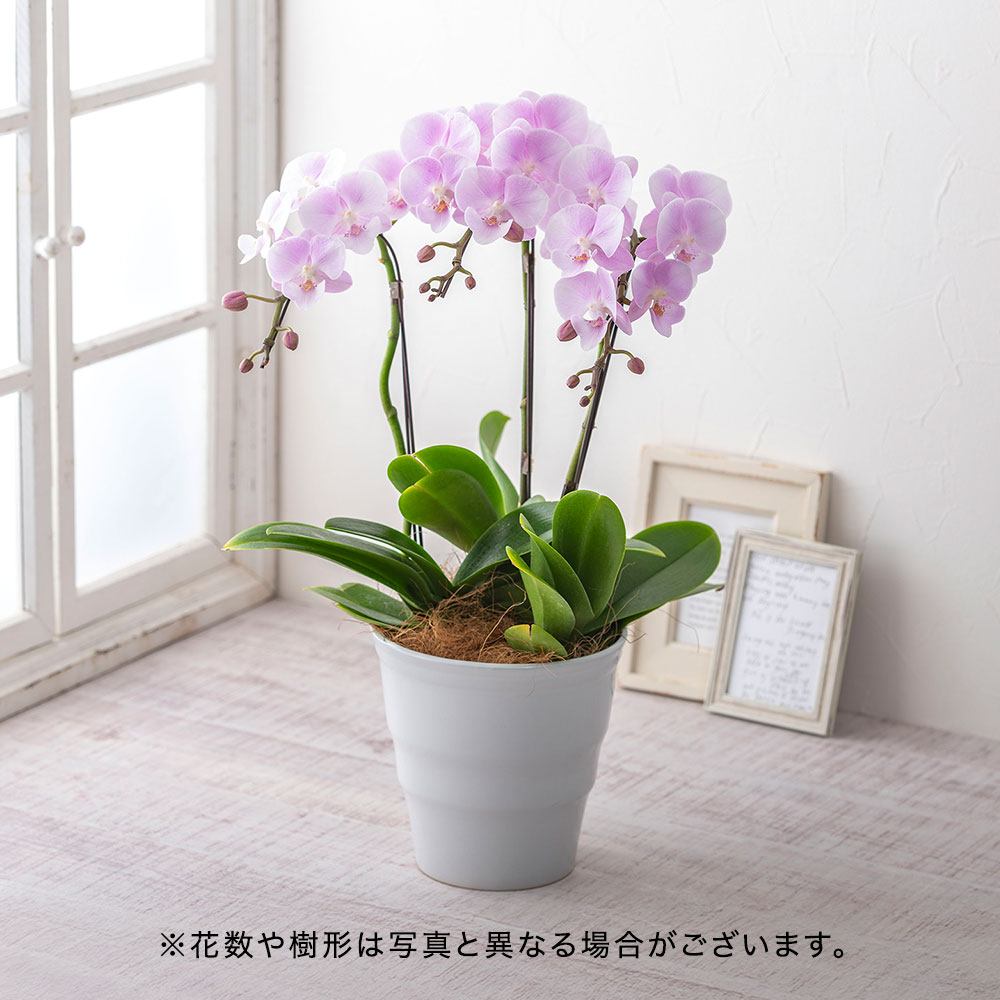 母の日 ミディ胡蝶蘭「いろは」