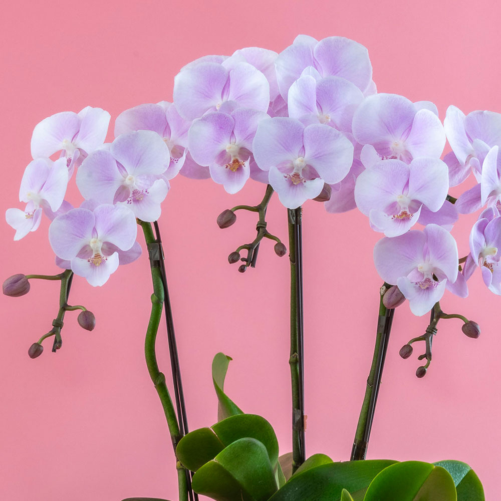 母の日 ミディ胡蝶蘭「いろは」