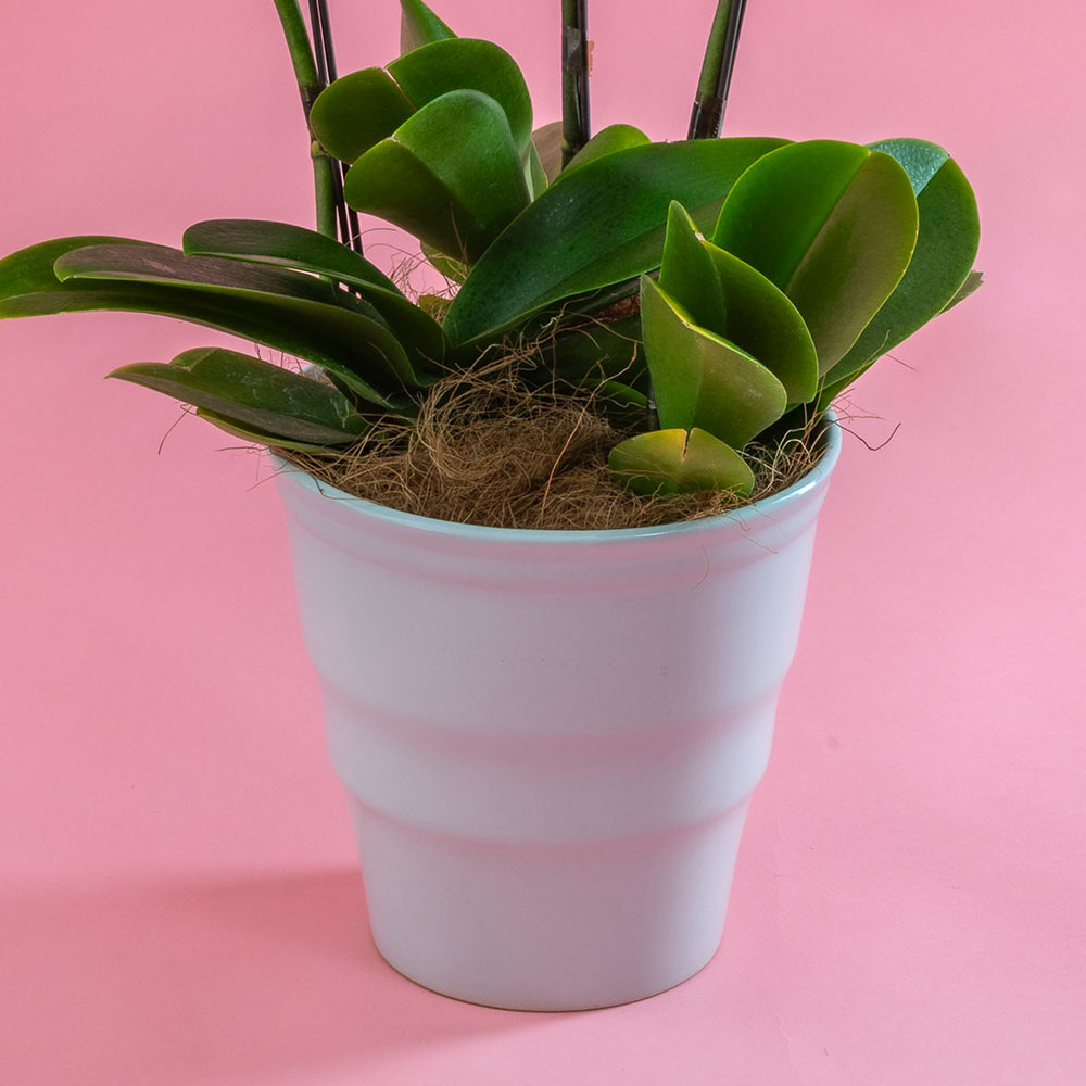 母の日 ミディ胡蝶蘭「いろは」