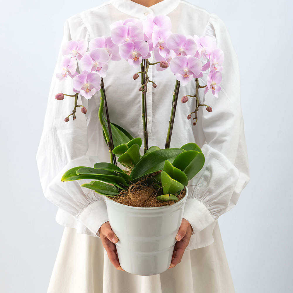 母の日 ミディ胡蝶蘭「いろは」