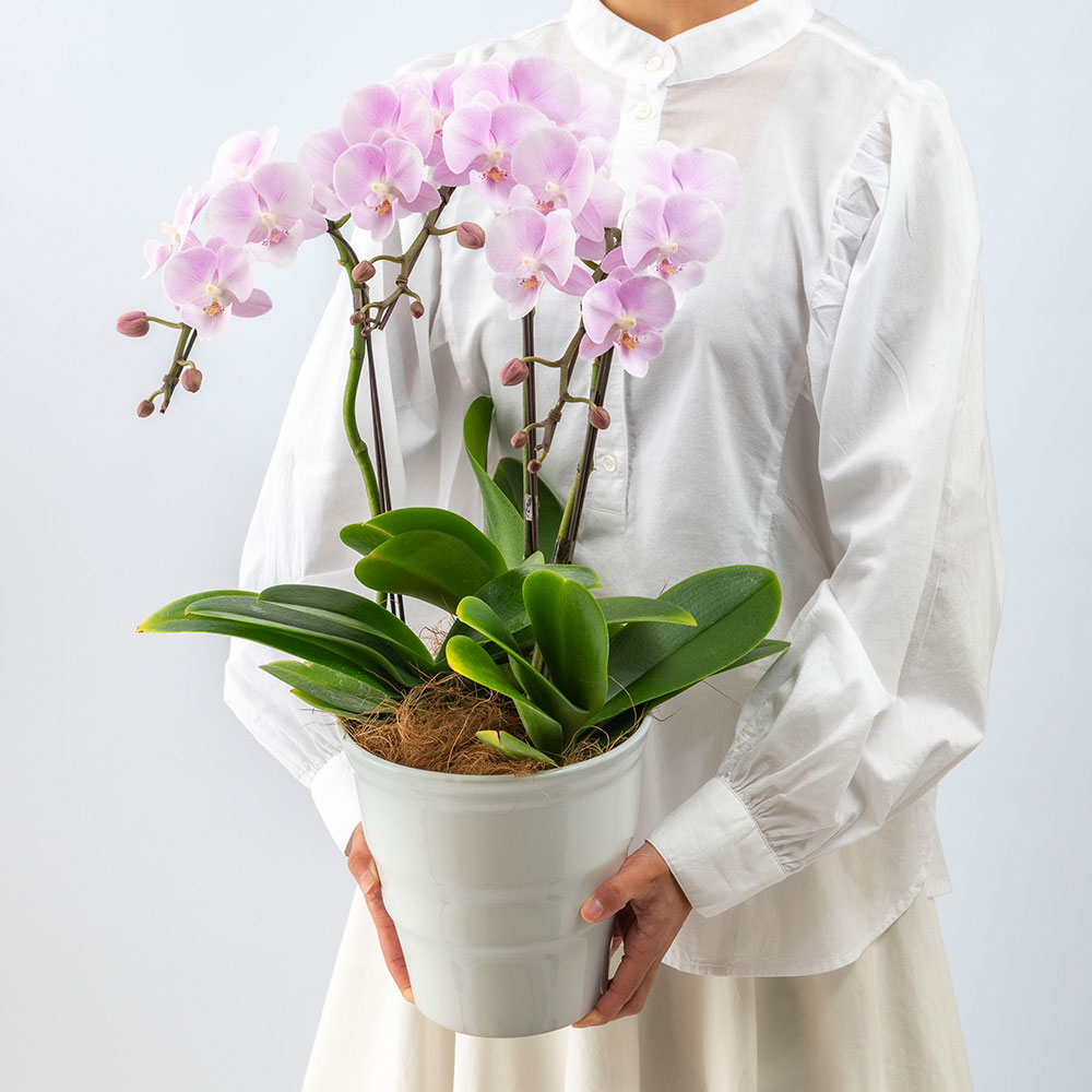 母の日 ミディ胡蝶蘭「いろは」