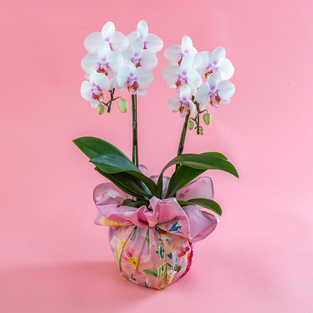 母の日 NozomiYuasa×ミディ胡蝶蘭 風呂敷ラッピング