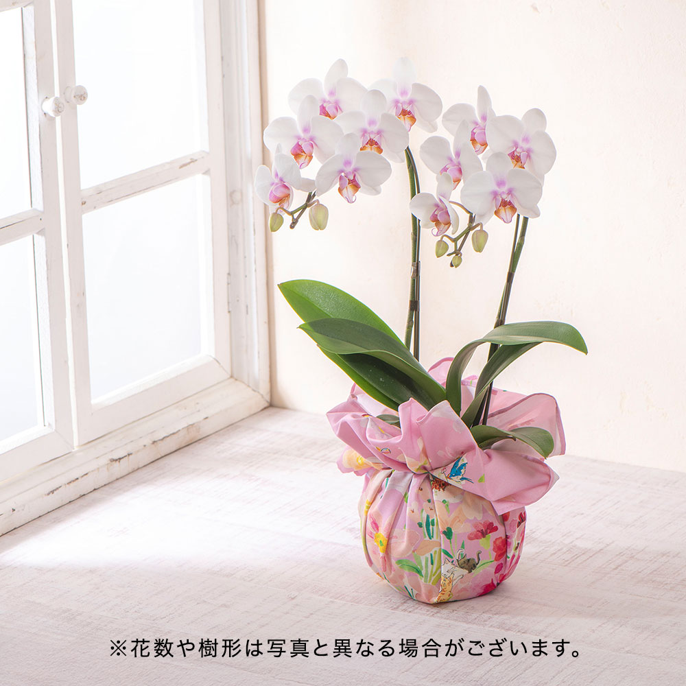 母の日 NozomiYuasa×ミディ胡蝶蘭 風呂敷ラッピング