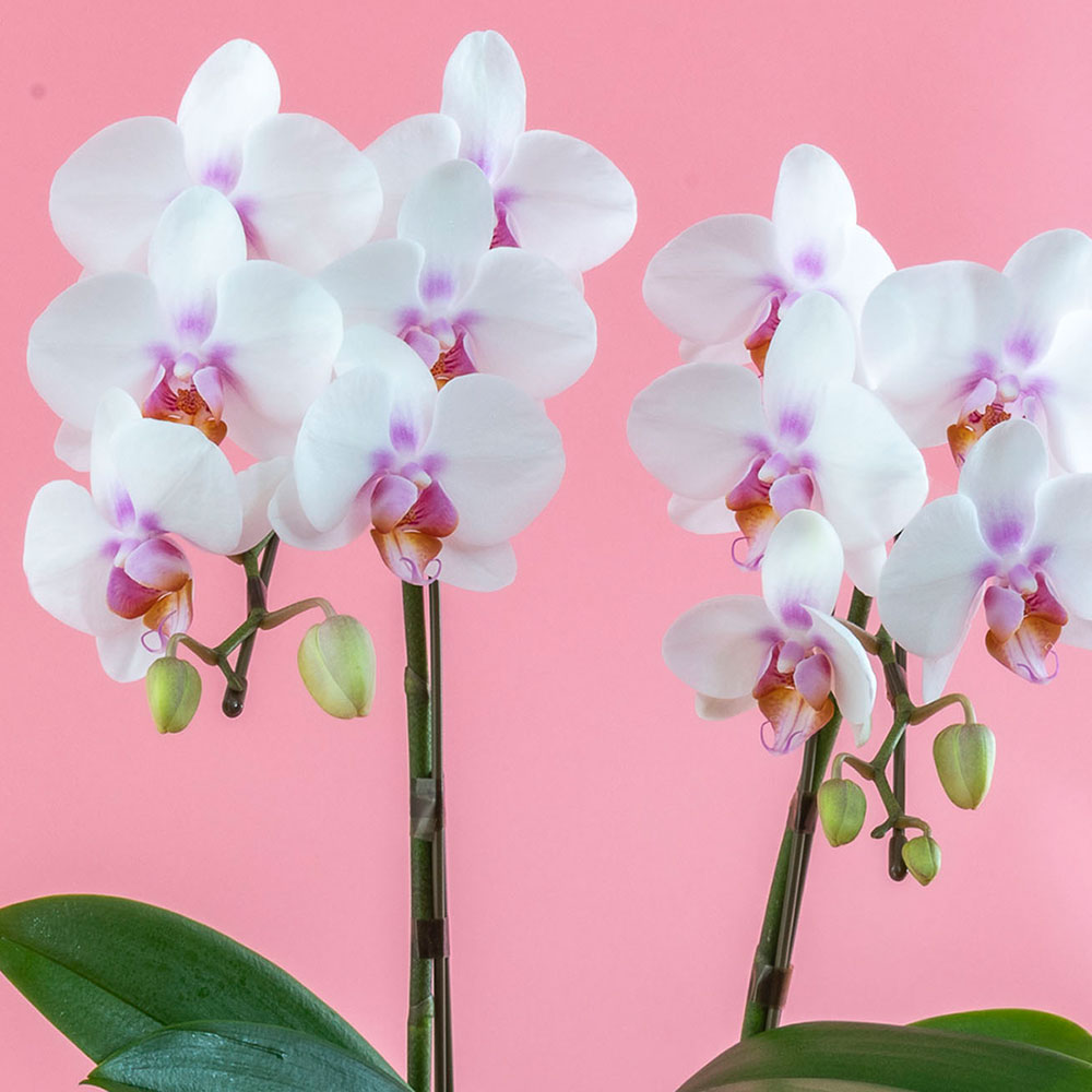 母の日 NozomiYuasa×ミディ胡蝶蘭 風呂敷ラッピング