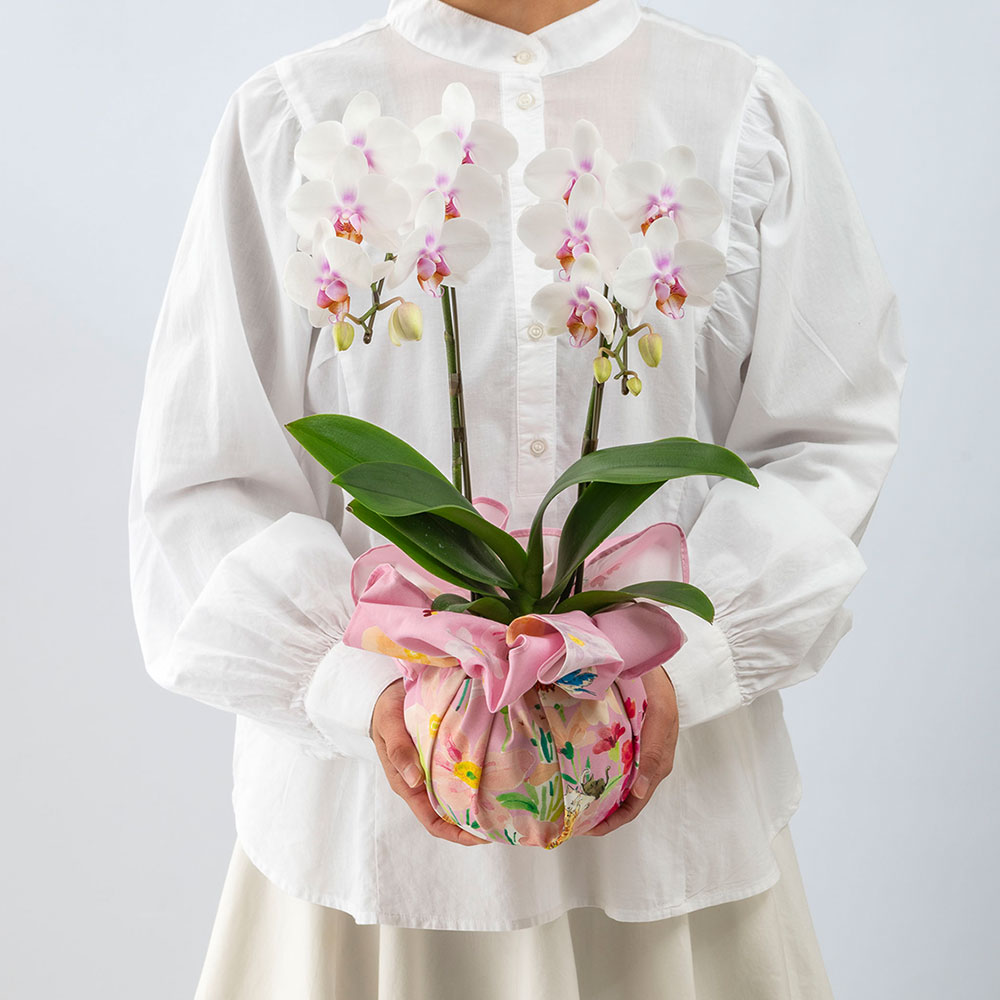 母の日 NozomiYuasa×ミディ胡蝶蘭 風呂敷ラッピング