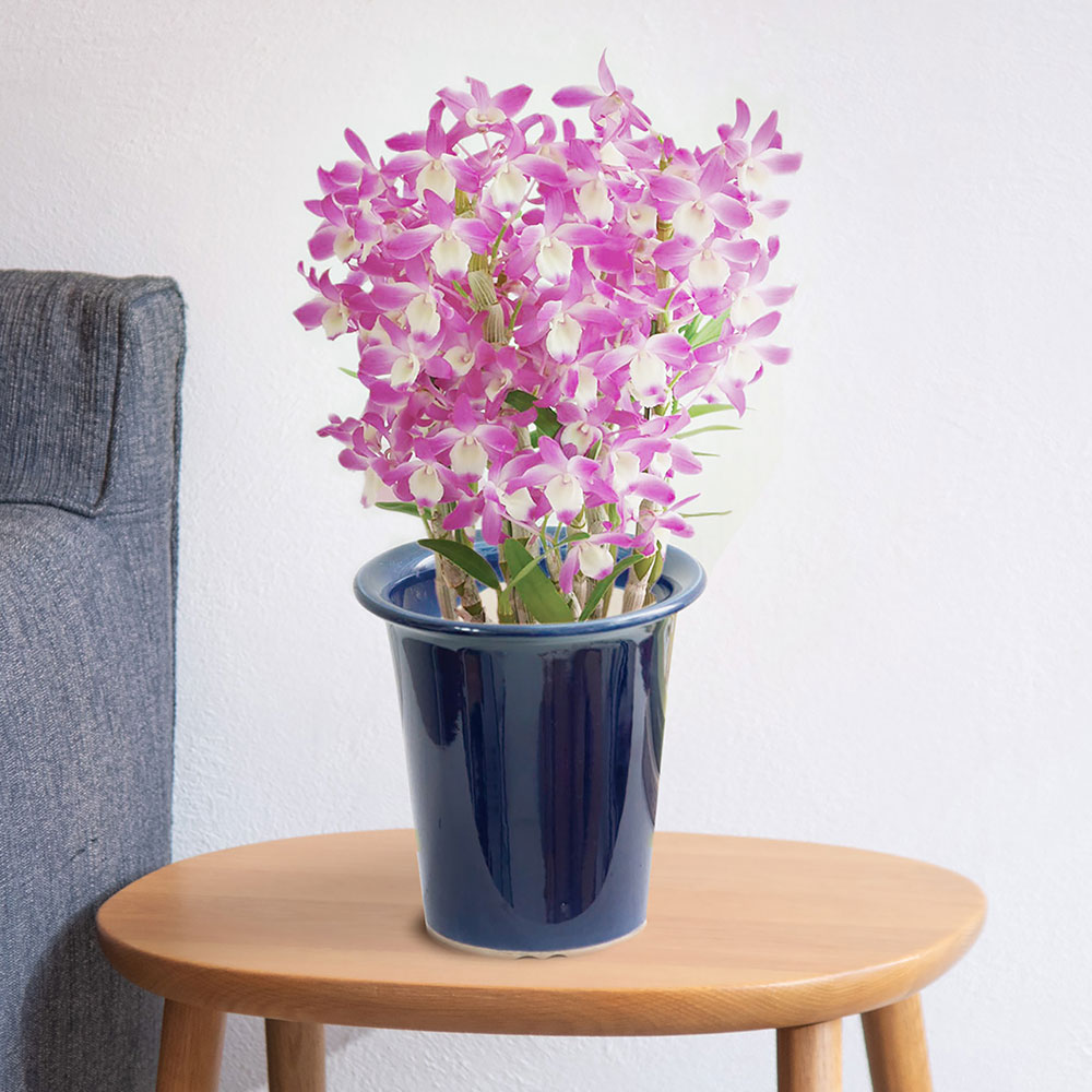 母の日 デンドロビウム「ハマナレイク」