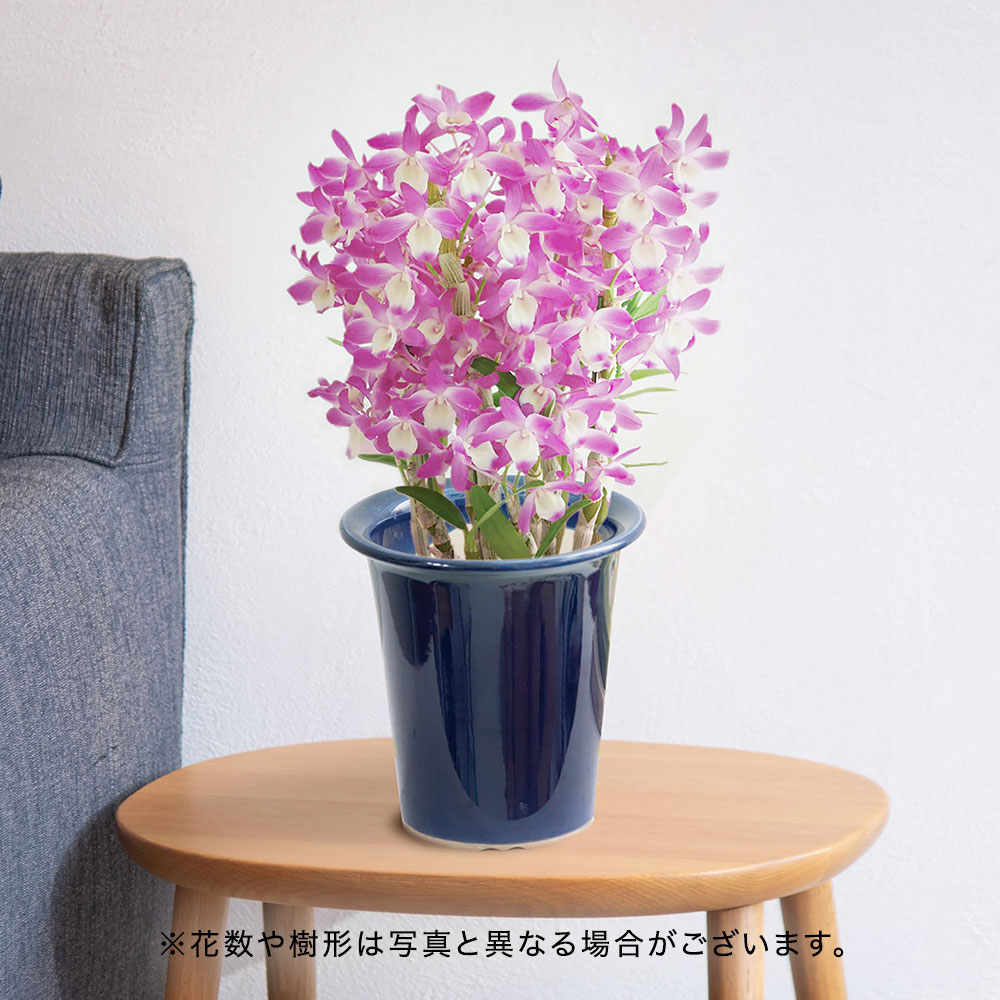 母の日 デンドロビウム「ハマナレイク」