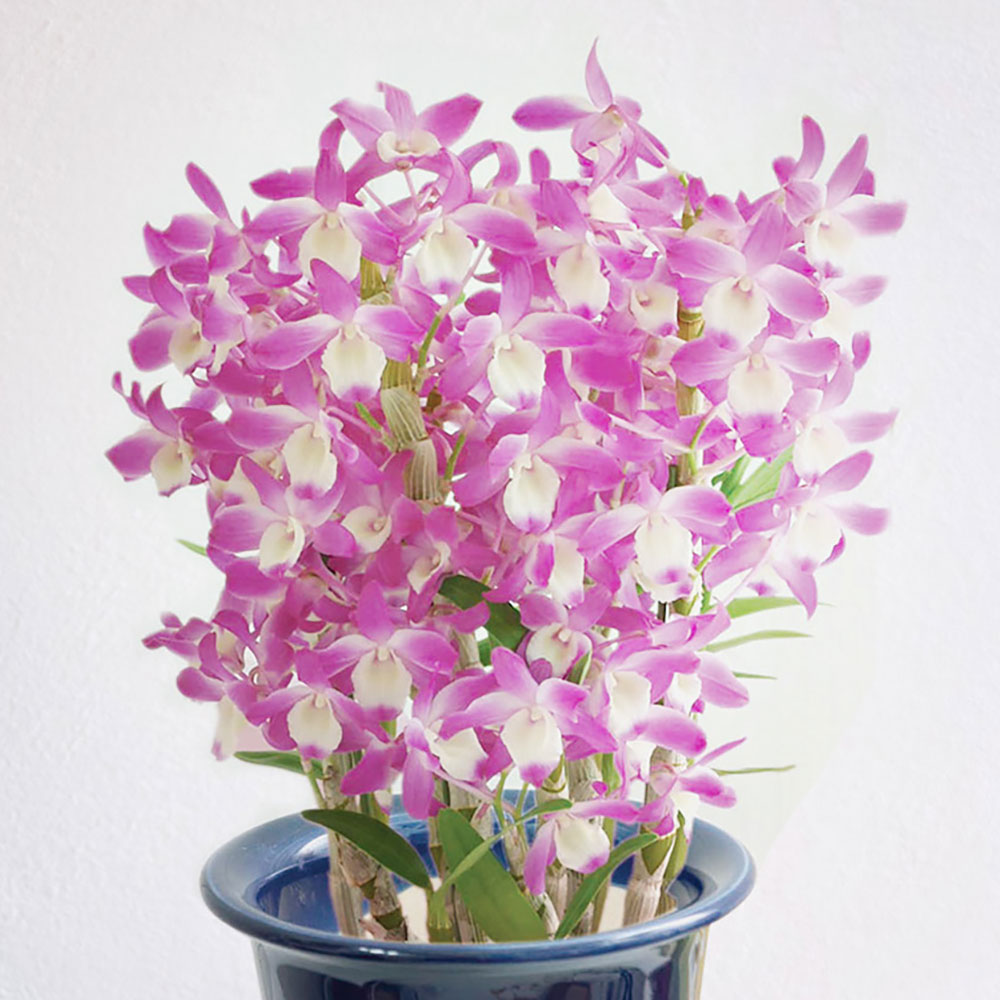 母の日 デンドロビウム「ハマナレイク」