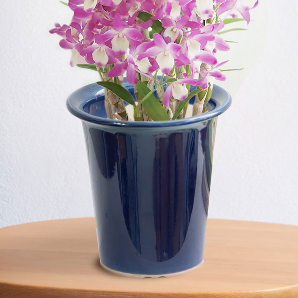 母の日 デンドロビウム「ハマナレイク」