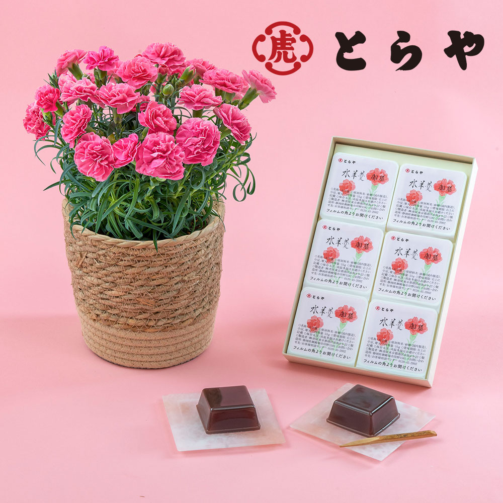 母の日 とらや「母の日水羊羹6個入」とカーネーション鉢（ピンク系）のセット