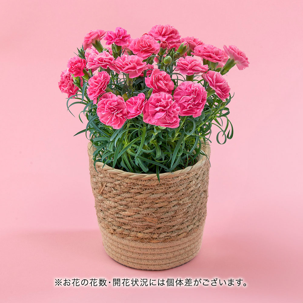 母の日 とらや「母の日水羊羹6個入」とカーネーション鉢（ピンク系）のセット