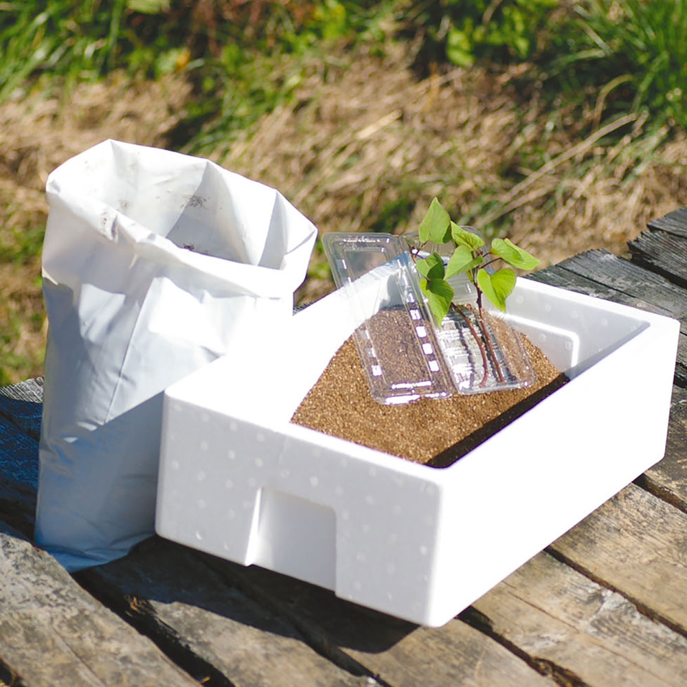 父の日 育てるキット「箱いも」