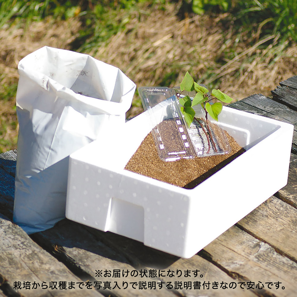 父の日 育てるキット「箱いも」