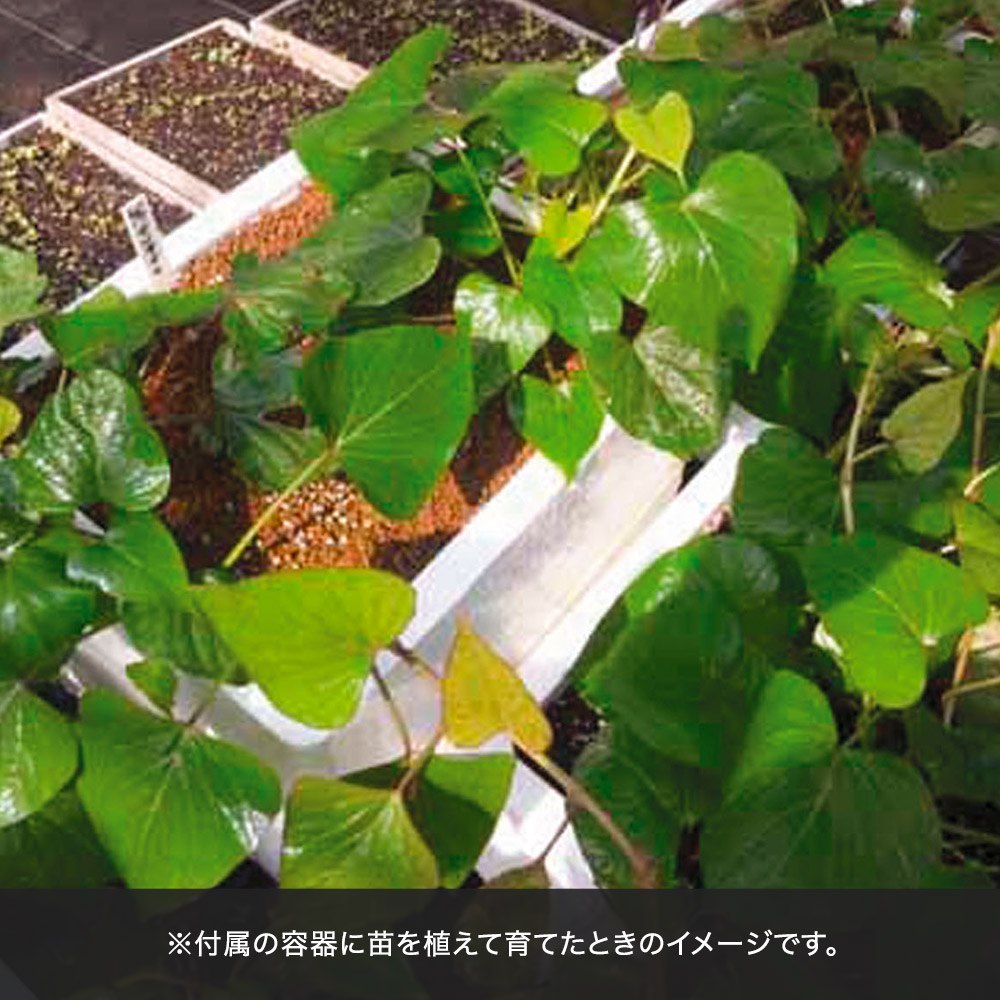 父の日 育てるキット「箱いも」