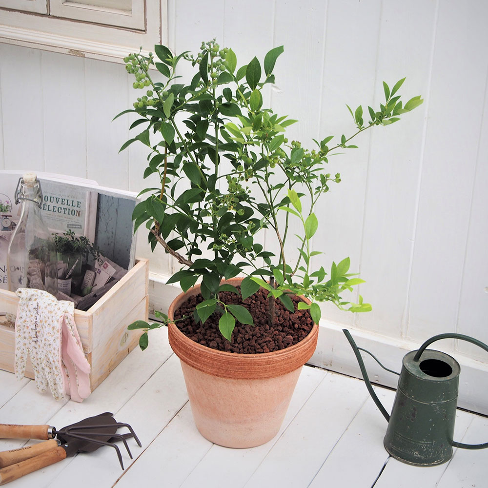 父の日 ブルーベリー2品種植え