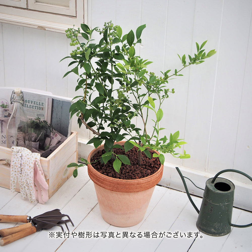 父の日 ブルーベリー2品種植え