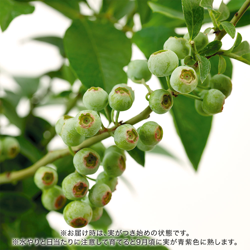 父の日 ブルーベリー2品種植え