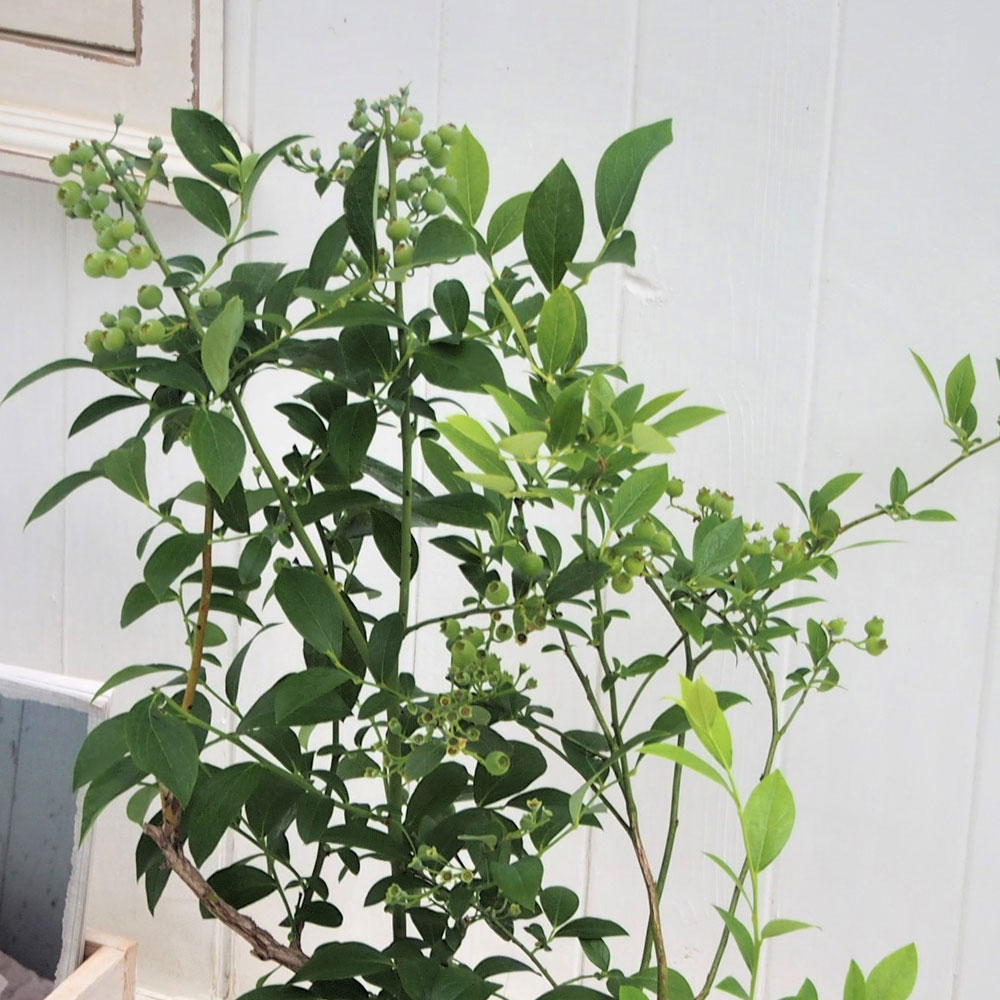 父の日 ブルーベリー2品種植え