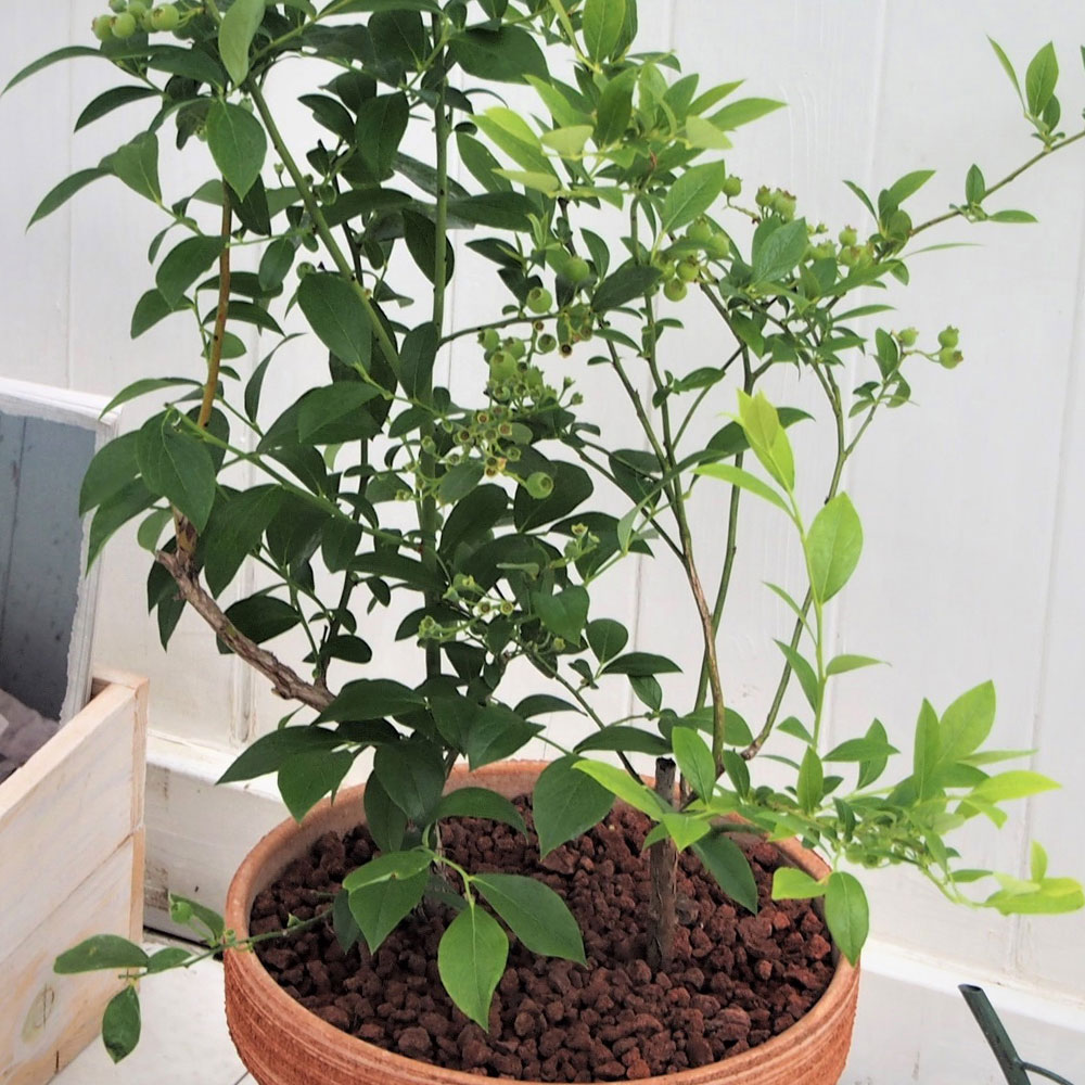 父の日 ブルーベリー2品種植え