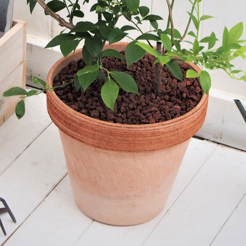 父の日 ブルーベリー2品種植え