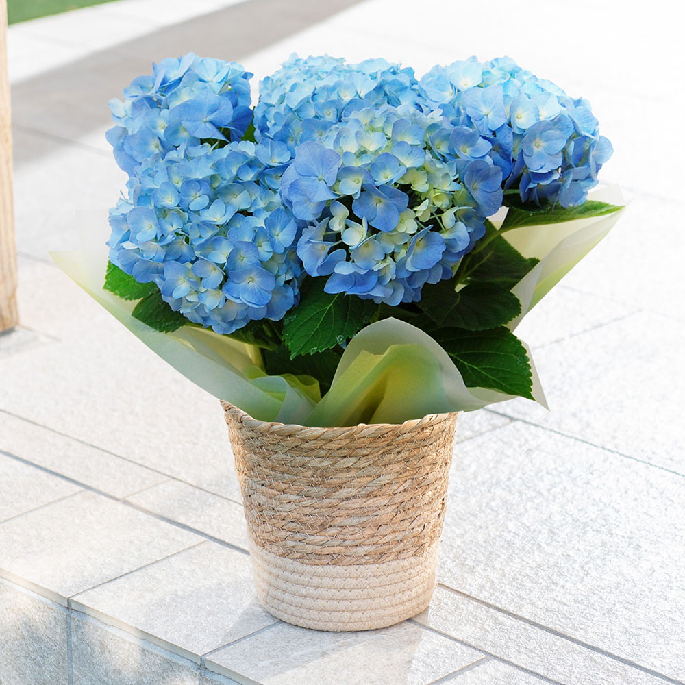 父の日 アジサイ ブルー系（5号）