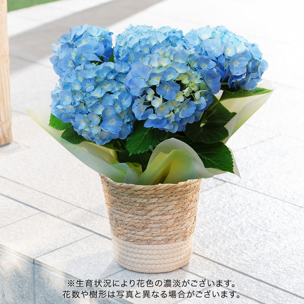 父の日 アジサイ ブルー系（5号）