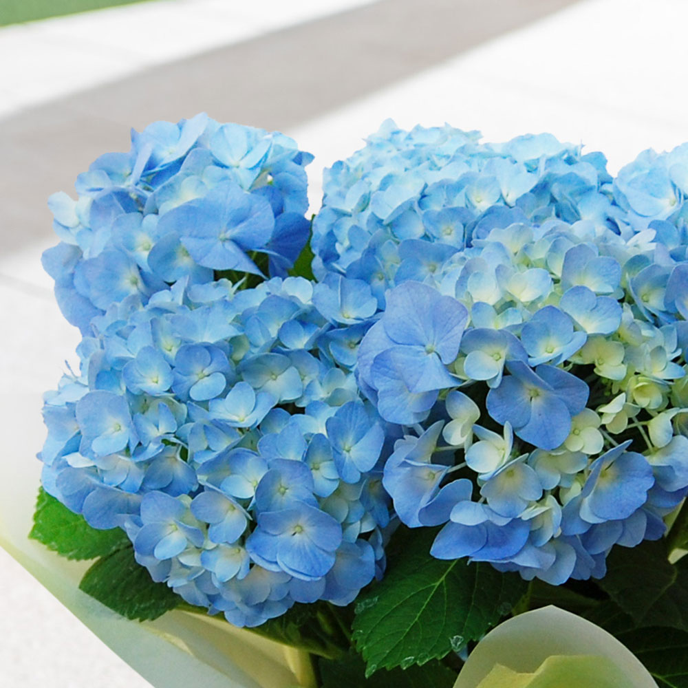 父の日 アジサイ ブルー系（5号）