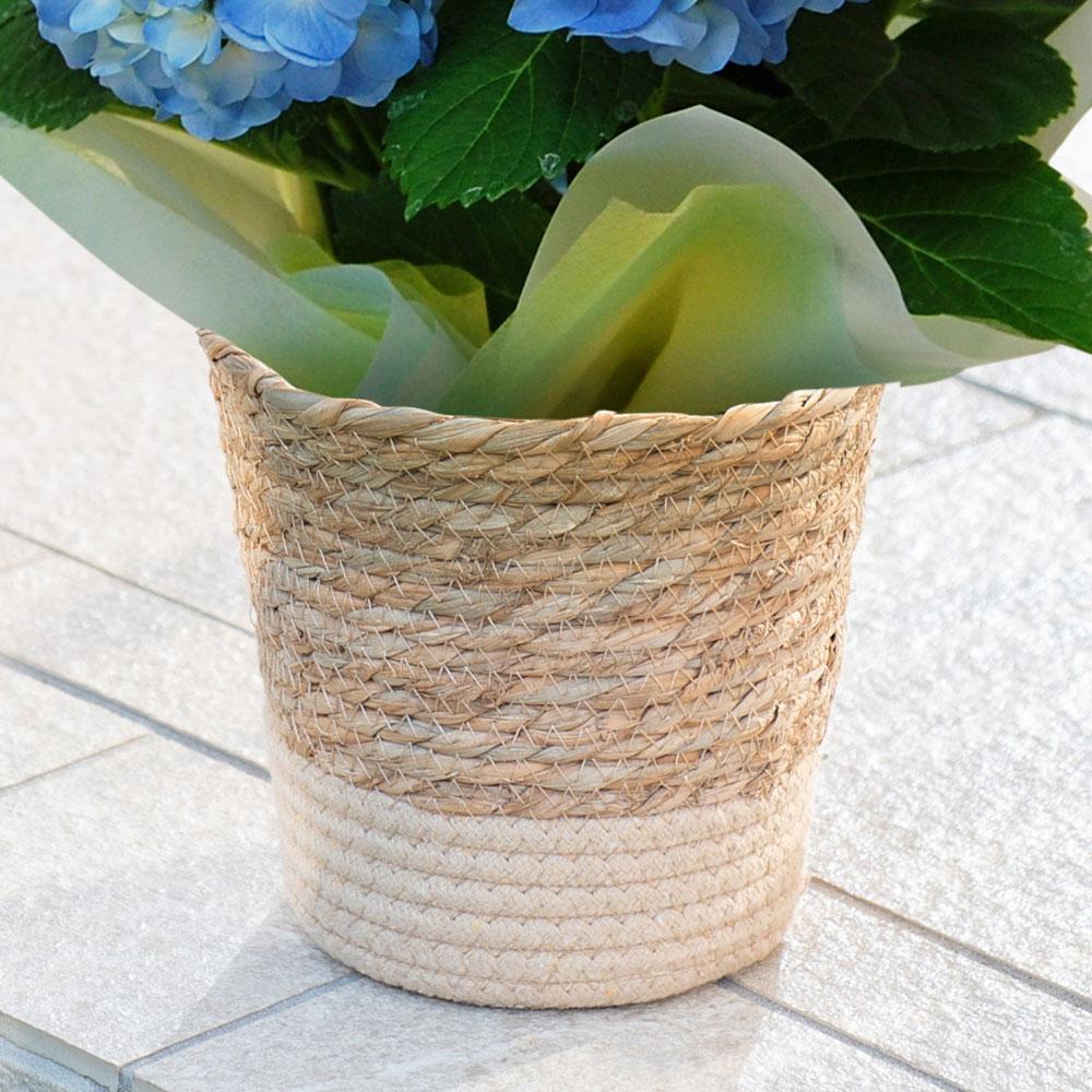 父の日 アジサイ ブルー系（5号）