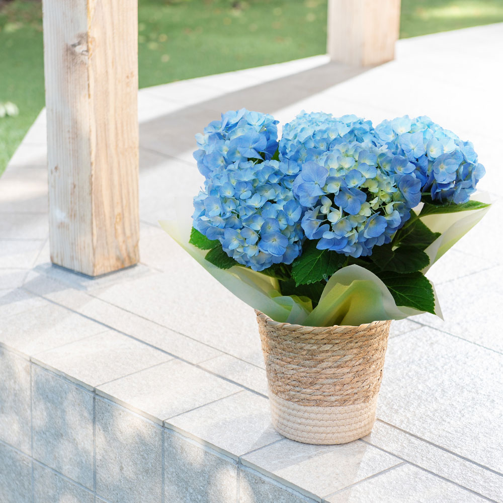 父の日 アジサイ ブルー系（5号）