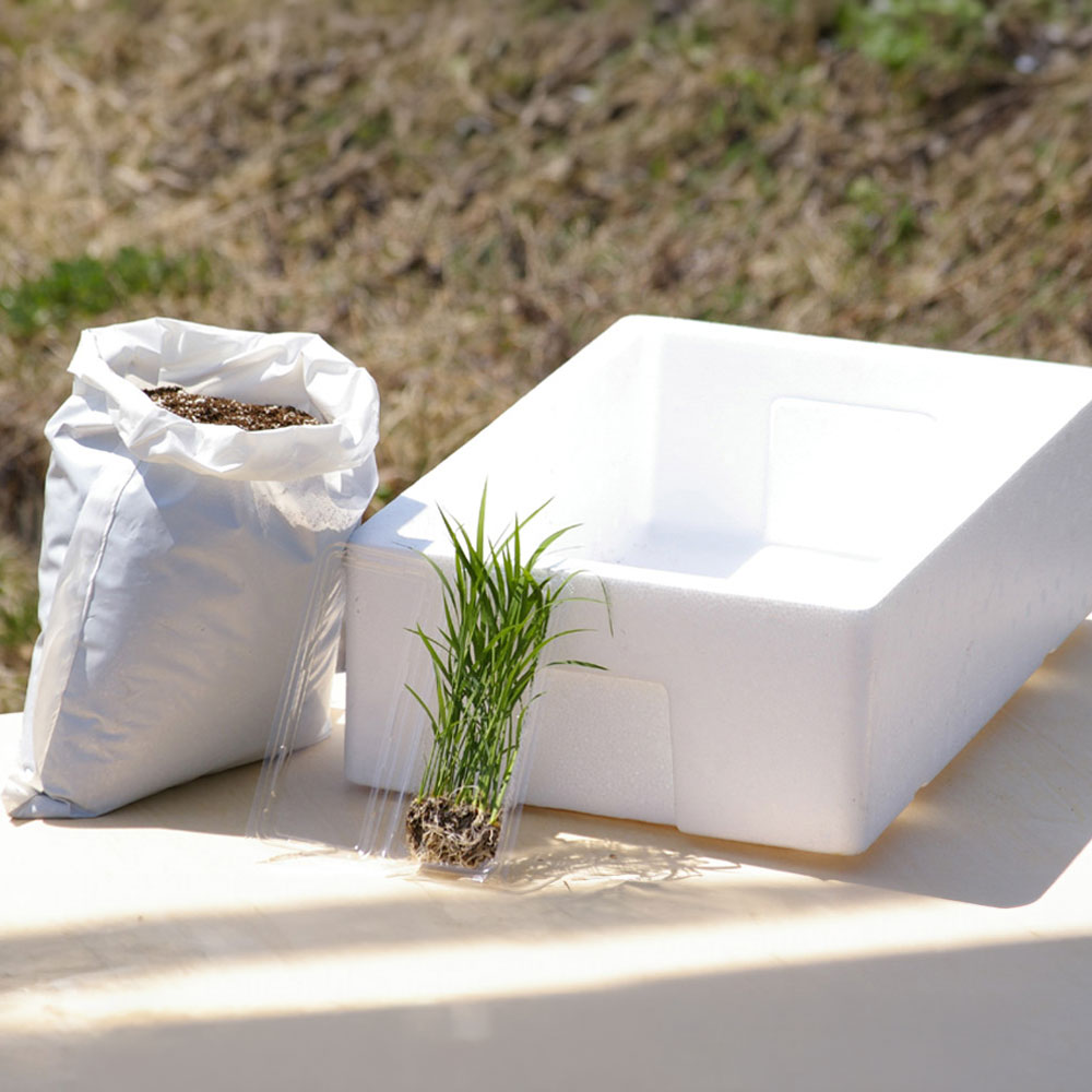 父の日 育てるキット「箱田んぼ」