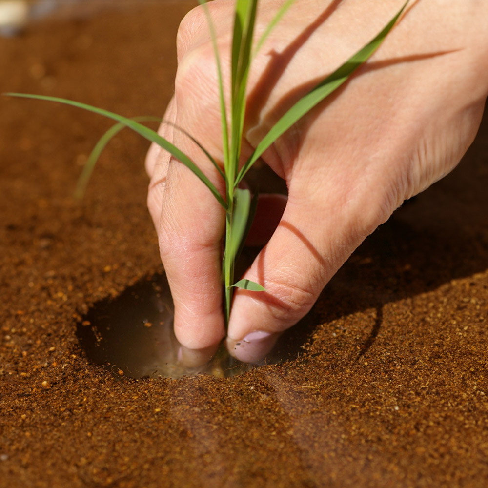 父の日 育てるキット「箱田んぼ」
