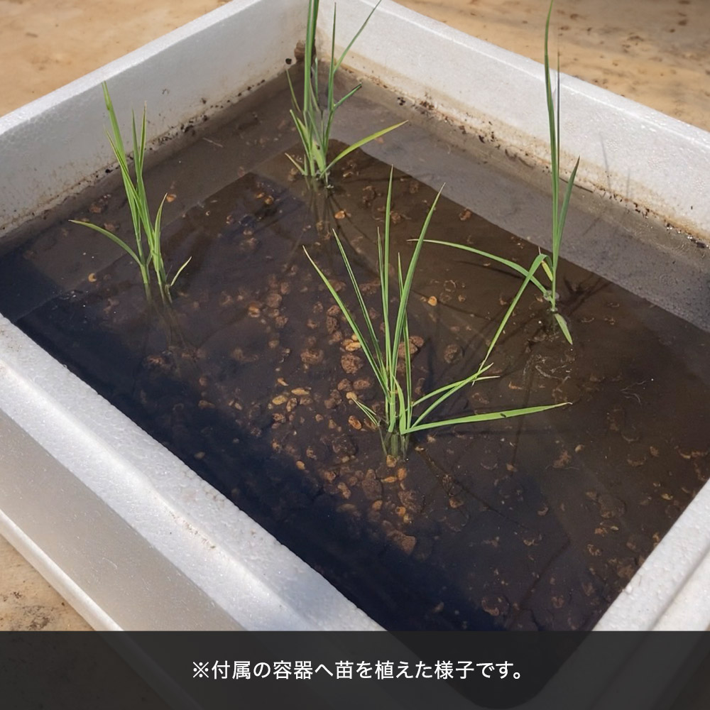 父の日 育てるキット「箱田んぼ」