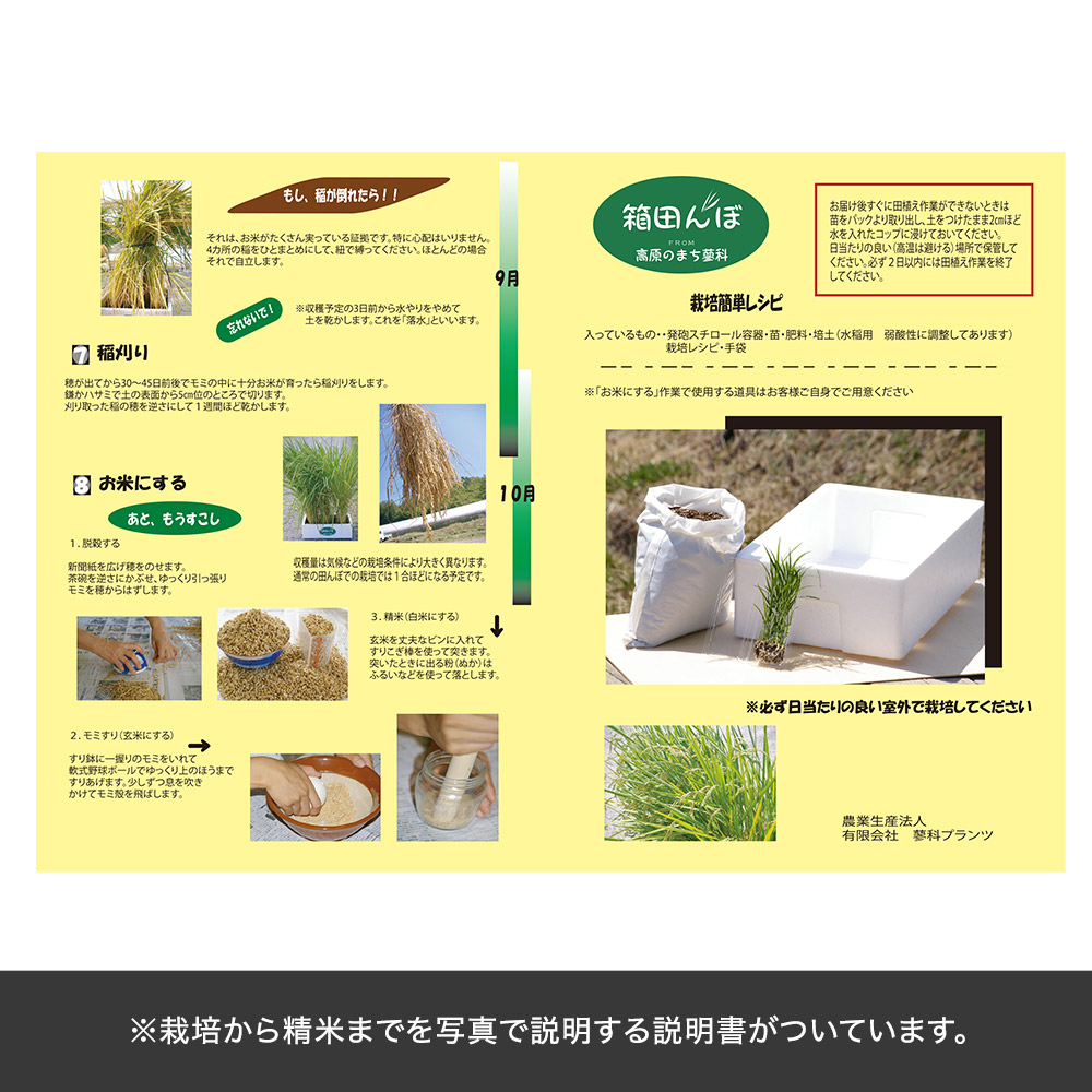 父の日 育てるキット「箱田んぼ」