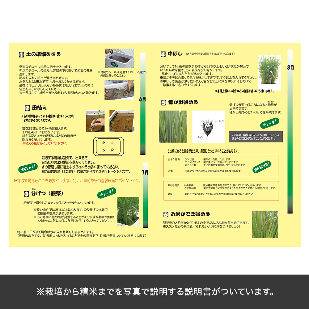 父の日 育てるキット「箱田んぼ」