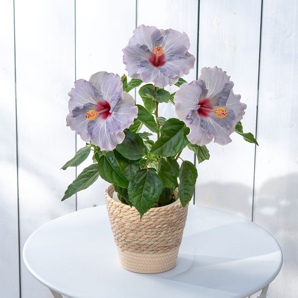 父の日 ロングライフハイビスカス「ケイト」（5号）