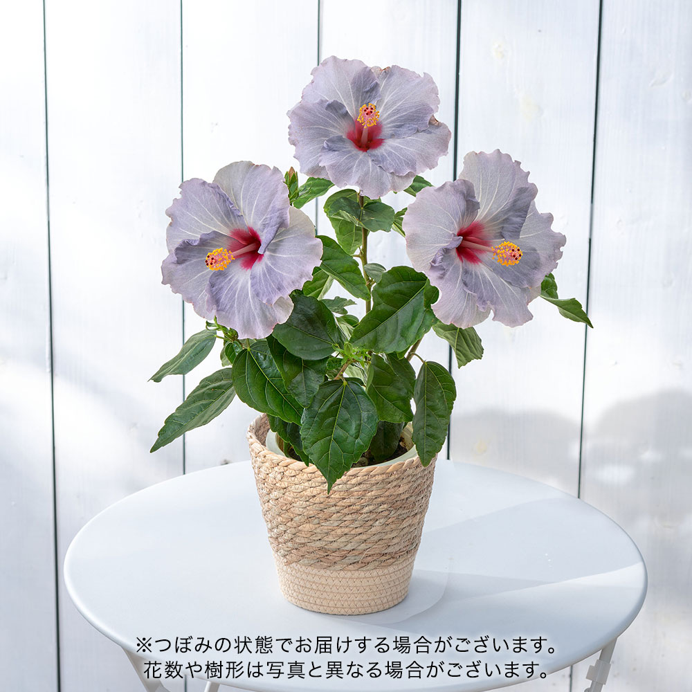 父の日 ロングライフハイビスカス「ケイト」（5号）