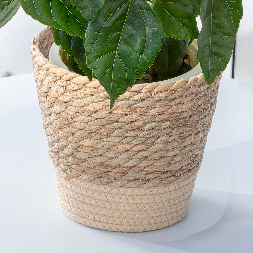 父の日 ロングライフハイビスカス「ケイト」（5号）