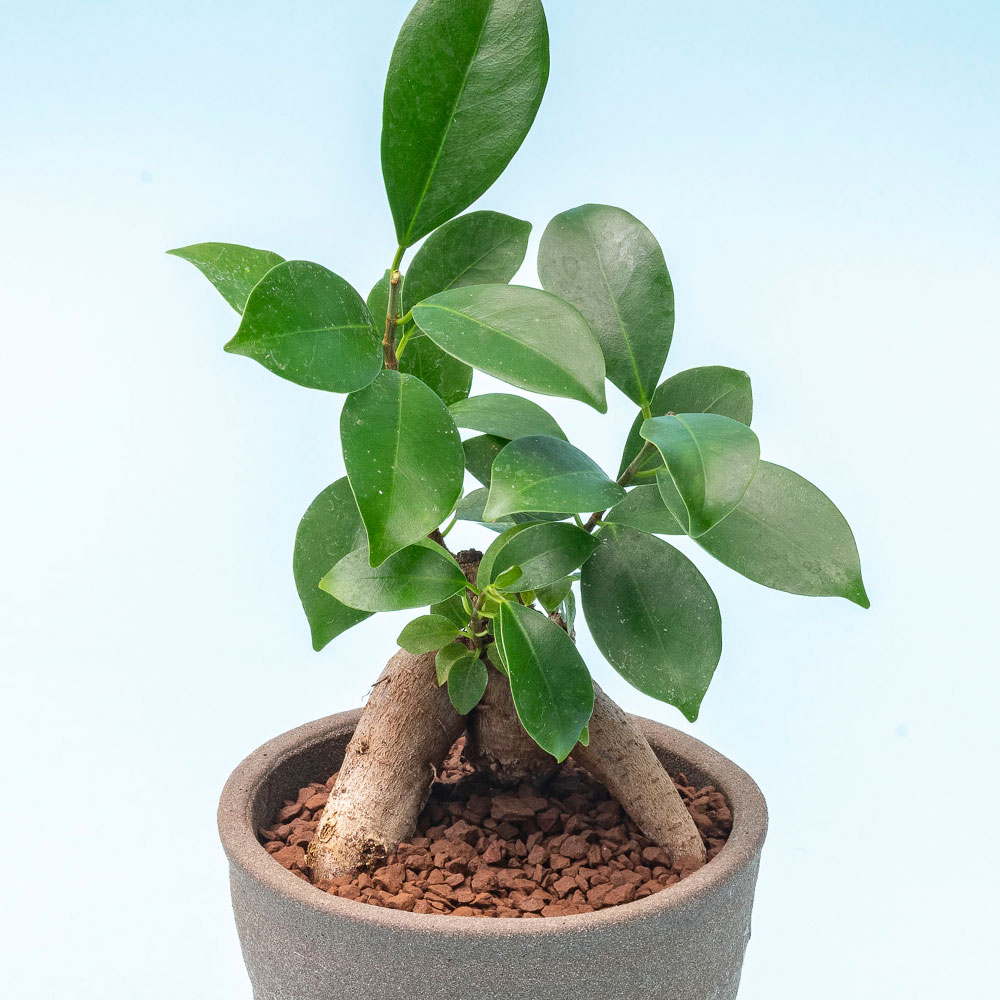 父の日 とらや「最中」と観葉植物「ガジュマル」のセット