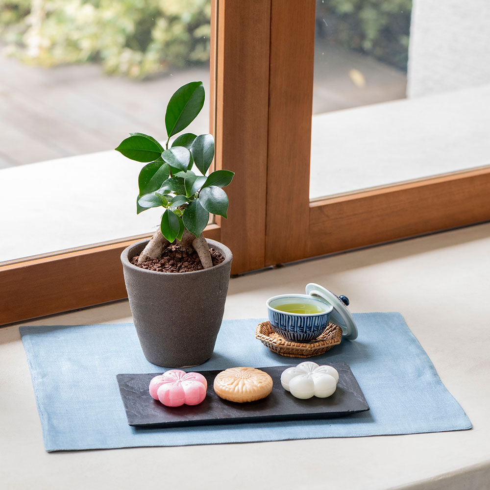 【父の日まだ間に合う！】父の日 とらや「最中」と観葉植物「ガジュマル」のセット