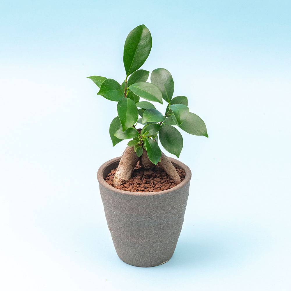 【父の日まだ間に合う！】父の日 とらや「最中」と観葉植物「ガジュマル」のセット