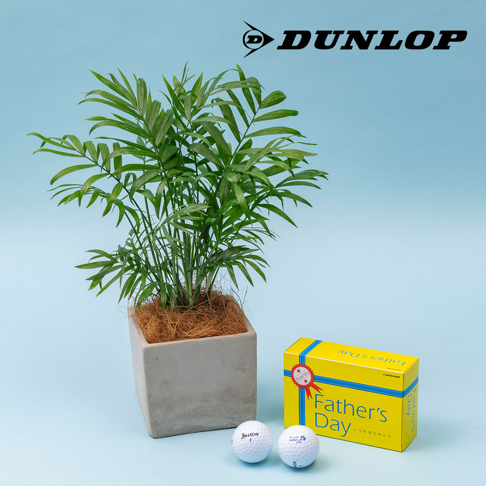 父の日 DUNLOP「ゴルフボールSRIXON AD SPEED」と観葉植物「テーブルヤシ」のセット