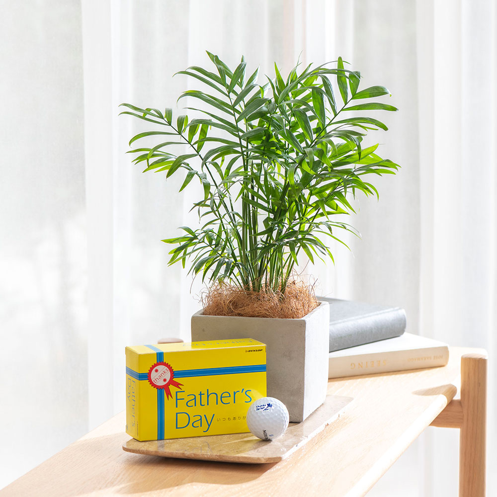 父の日 DUNLOP「ゴルフボールSRIXON AD SPEED」と観葉植物「テーブルヤシ」のセット