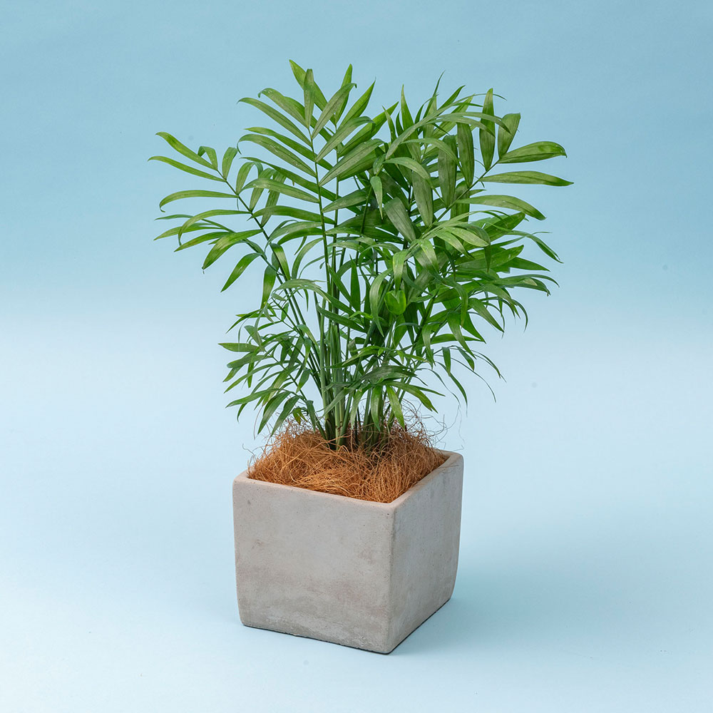 父の日 DUNLOP「ゴルフボールSRIXON AD SPEED」と観葉植物「テーブルヤシ」のセット