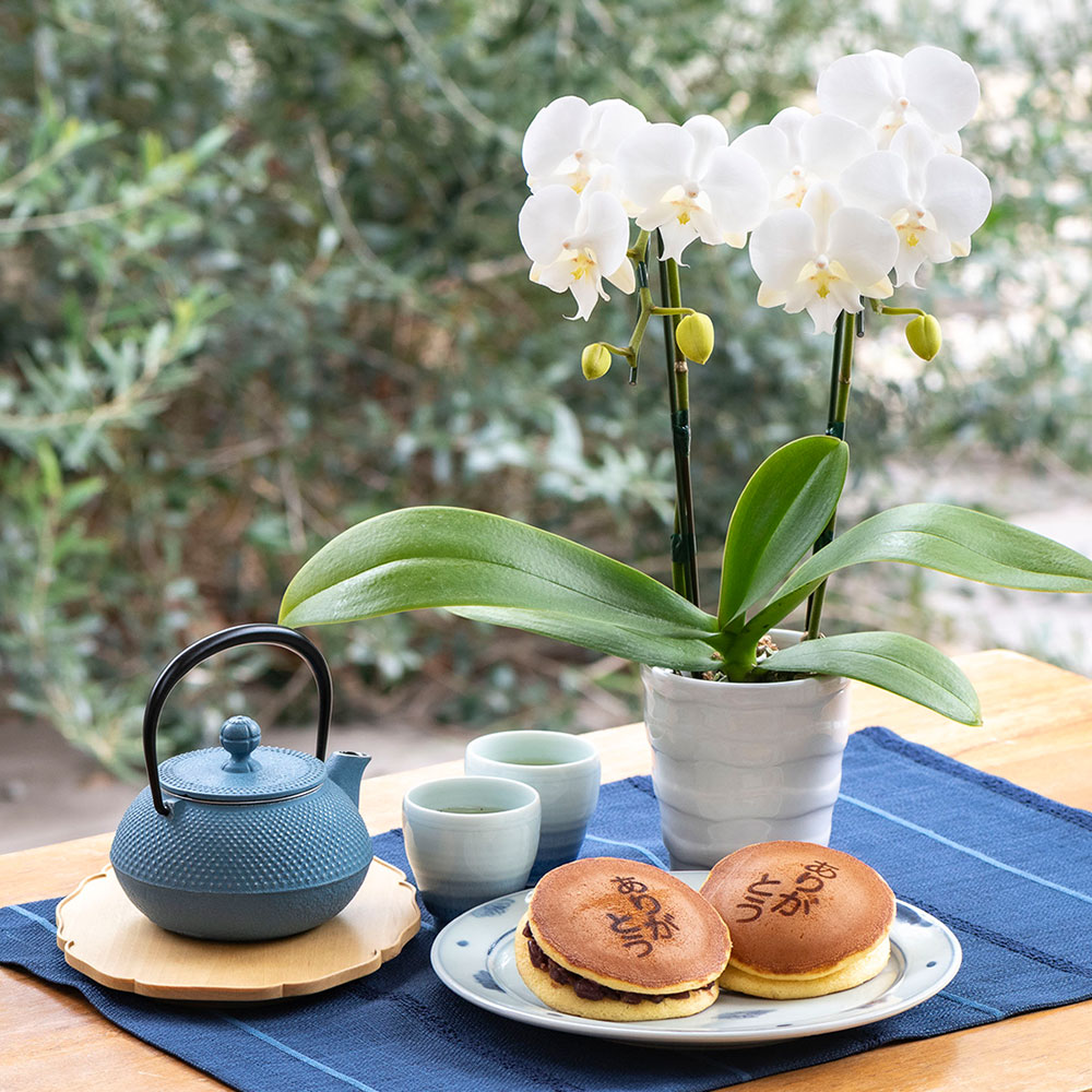 父の日 文明堂｢ありがとうの焼印入り月三笠（5個入り）」とミディ胡蝶蘭のセット