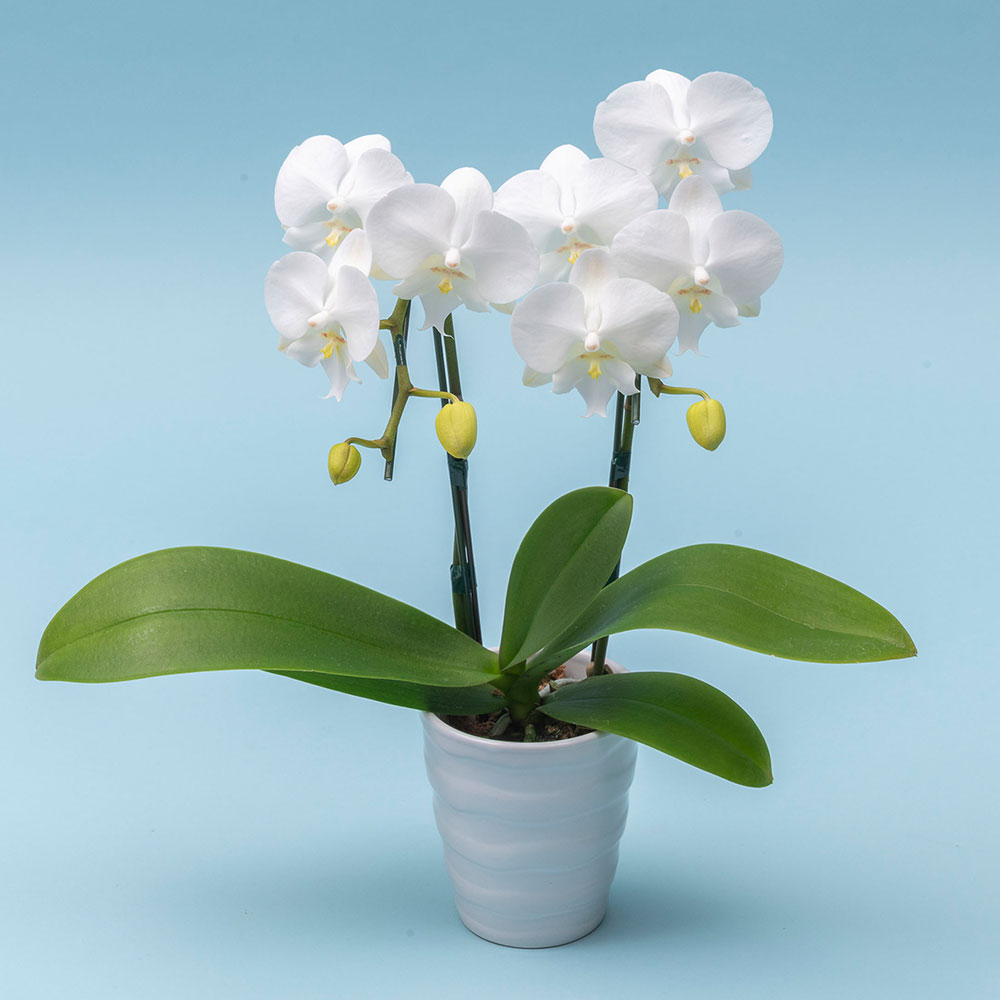 父の日 文明堂｢ありがとうの焼印入り月三笠（5個入り）」とミディ胡蝶蘭のセット