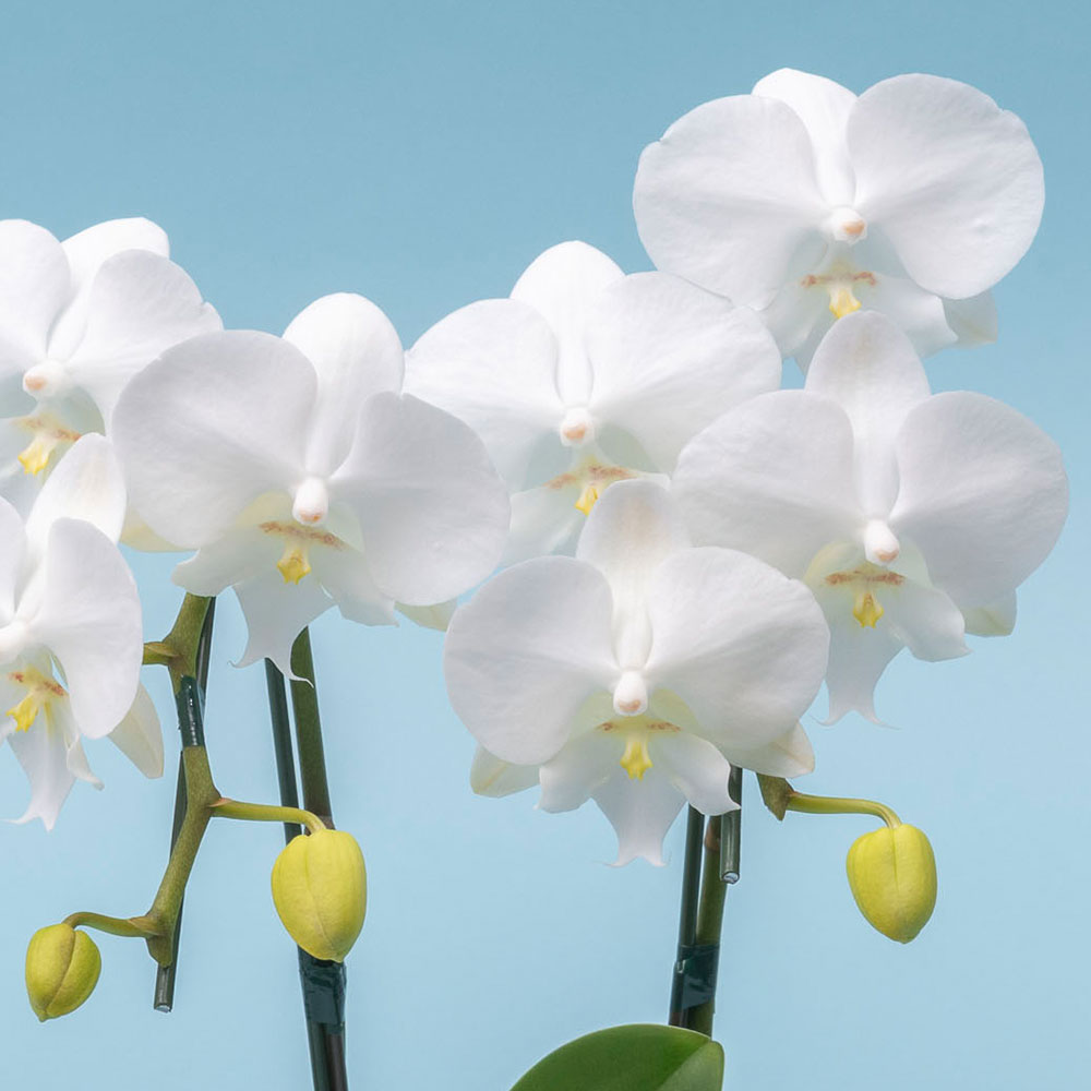 父の日 文明堂｢ありがとうの焼印入り月三笠（5個入り）」とミディ胡蝶蘭のセット