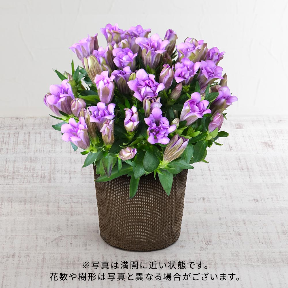 【敬老の日まだ間に合う！】 敬老の日 八重咲リンドウ「アシロブーケ ロゼ」(4号)