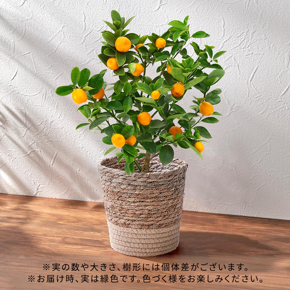 【敬老の日まだ間に合う！】 敬老の日 キンカン「福寿金柑」(5号)